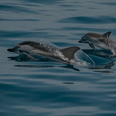 Dolphinariums