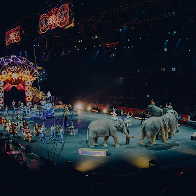 Circuses